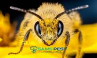 SAMS Wasp Removal Sydney image 10